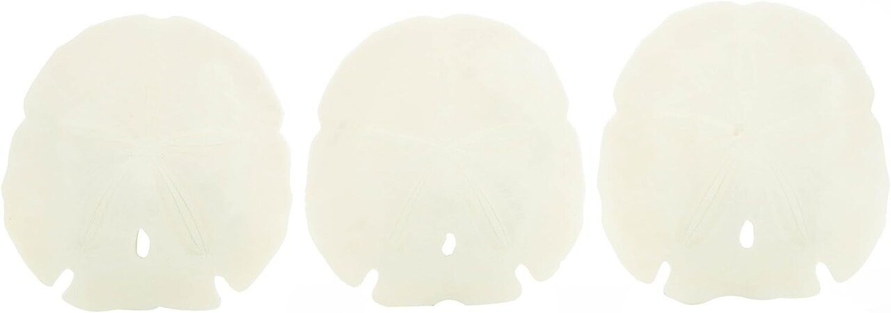 Arrow Head Sand Dollars | Real Arrowhead Sand Dollars 4"- 5" | Set of 3 | Sand Dollar Shells | Seashell Wedding | Sand Dollars for Crafts